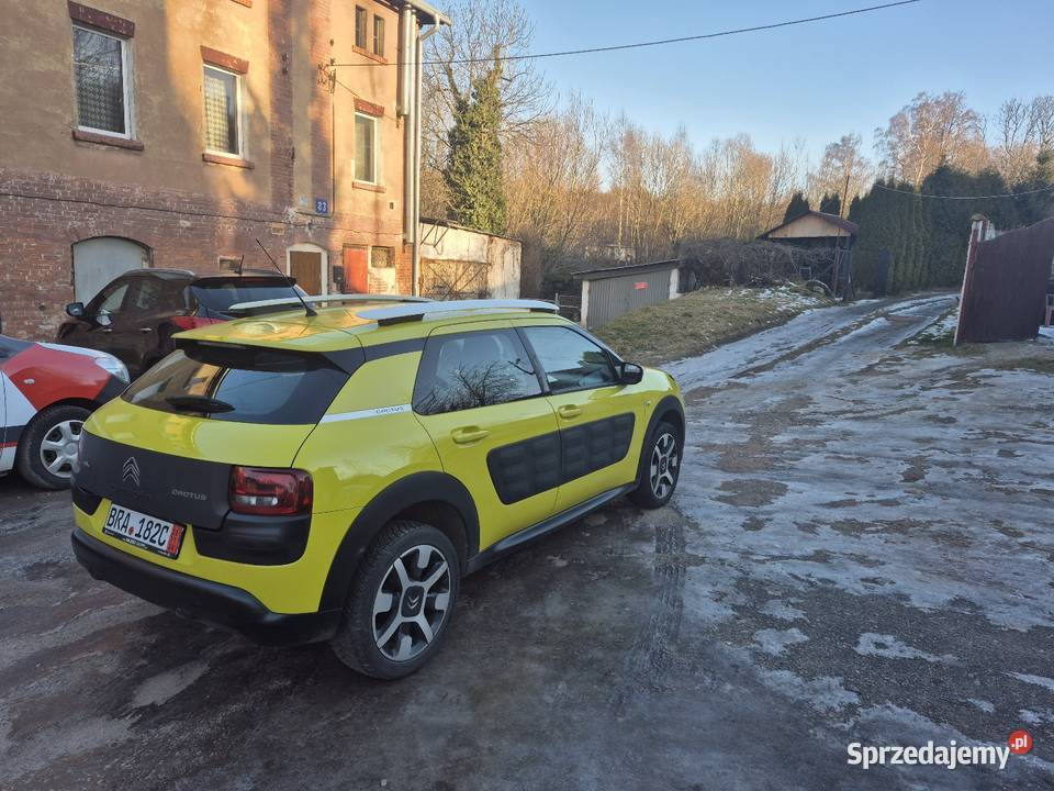 C4 cactus