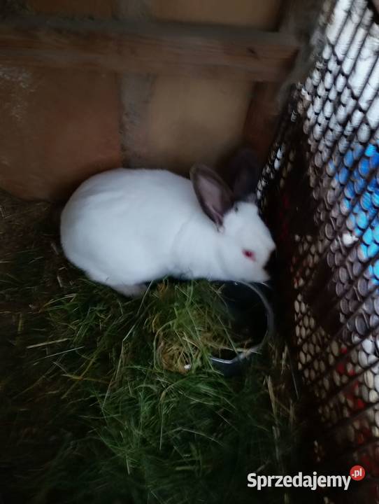 Sprzedam króliki rasowe i nie rasowe lubelskie Brzozowica Duża