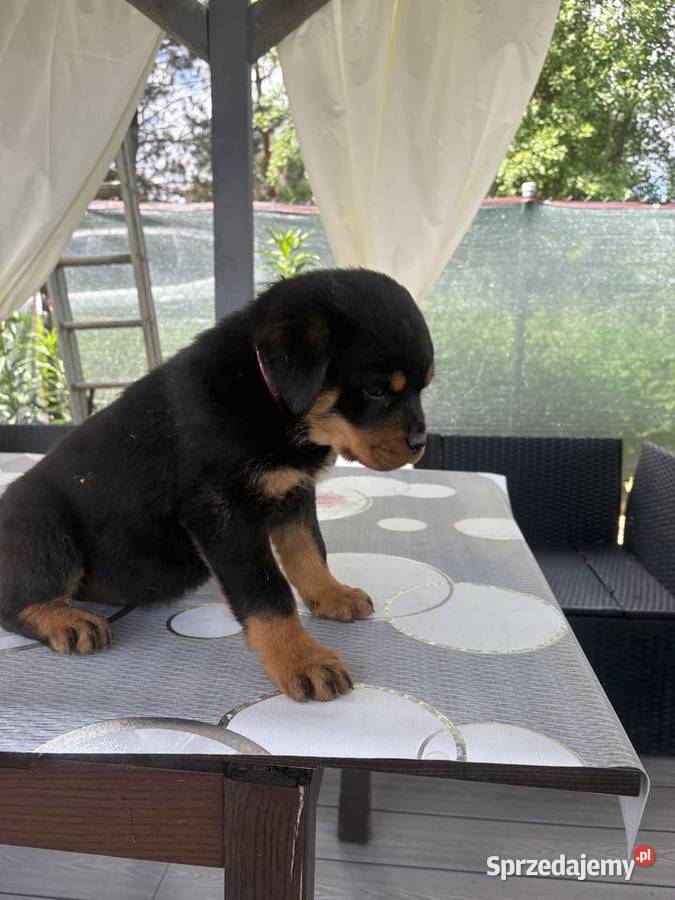 Szczenię Rottweiler dolnośląskie Zgorzelec