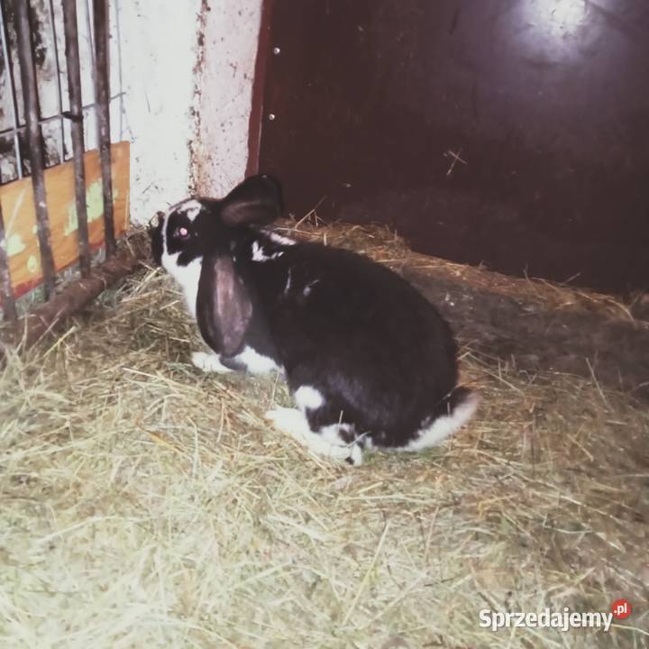 Sprzedam młodego królika samca Trzepnica