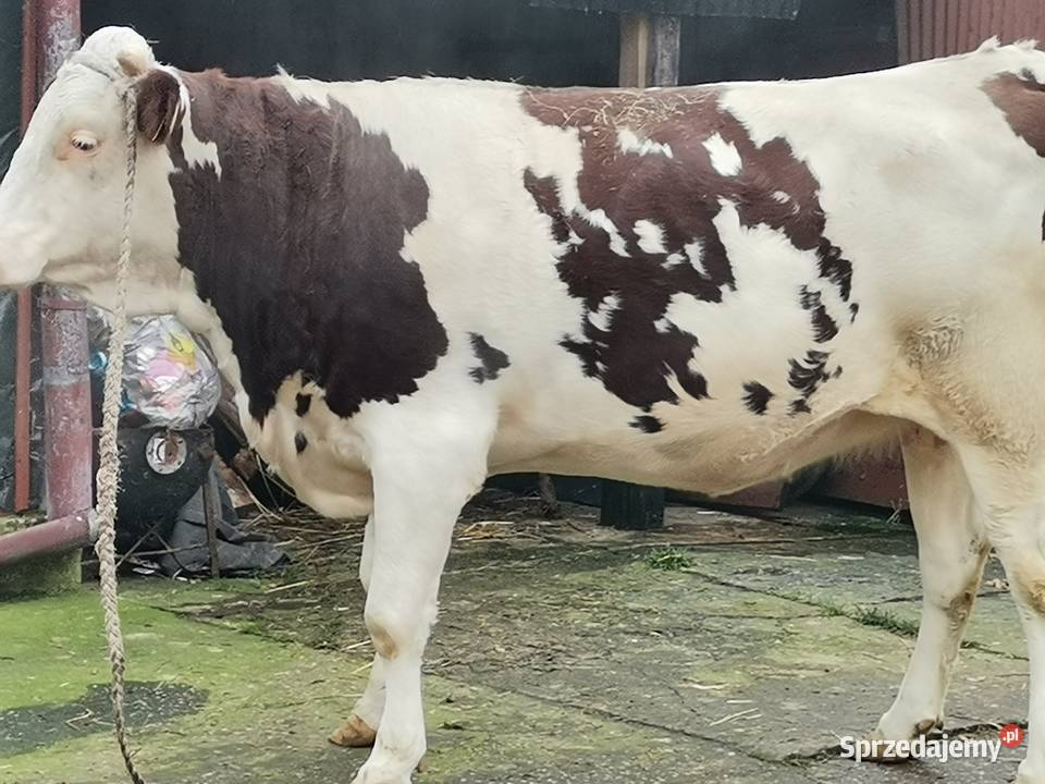 Sprzedam jałówkę simental świętokrzyskie