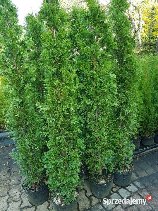 Tuja Szmaragd 150160 Ukorzenione Donica OKAZJA Ożarów Mazowiecki