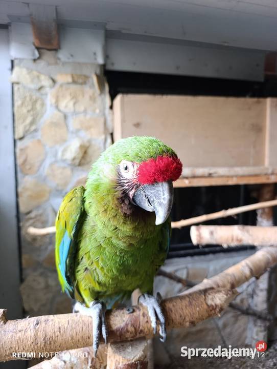 Samica ary militaris 2022 Niwki