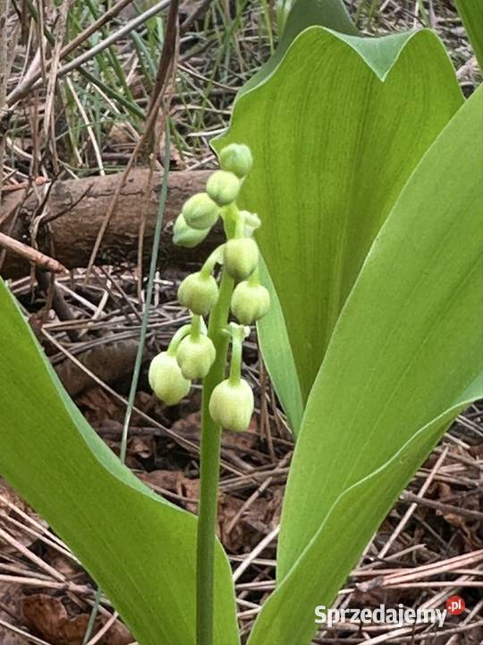 Konwalie kłącza łódzkie Aleksandrów Łódzki