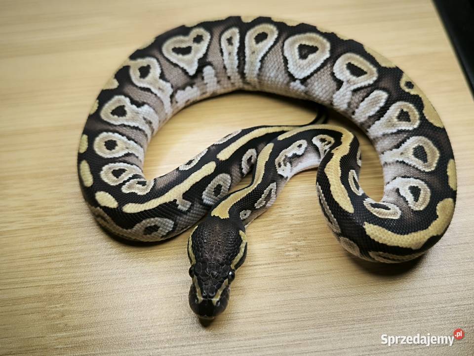 Pyton królewski Mojave Red Gene poss het Genetic