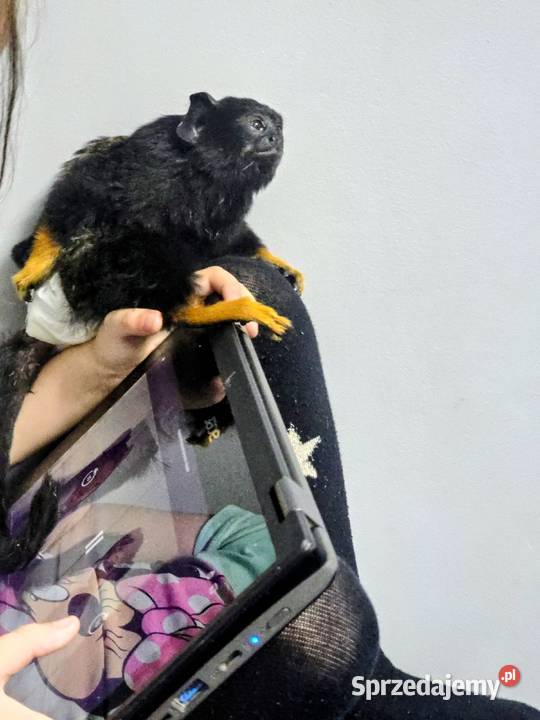 Tamaryna złotoręka Samiczka łódzkie Kutno sprzedam