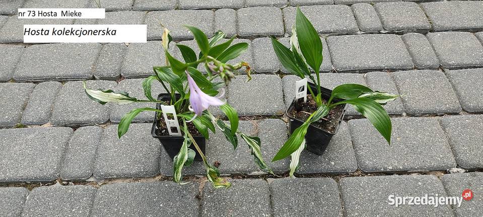 Rózne hosty zółte dwu kolorowe niebeskie