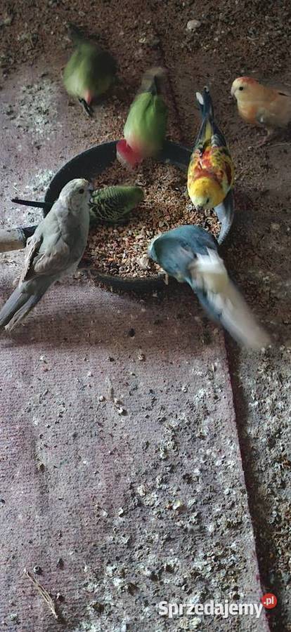 Modrolotkikozypara Szlichtyngowa sprzedam