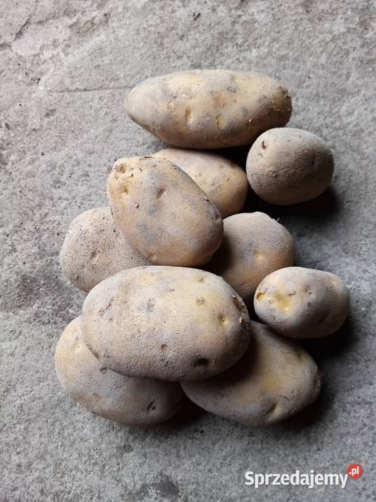Ziemniaki jadalne Jurek lubelskie Urszulin sprzedam