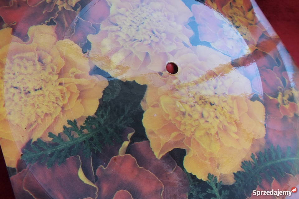 Stara pocztówka dźwiękowa A Rosiewicz lubuskie sprzedam