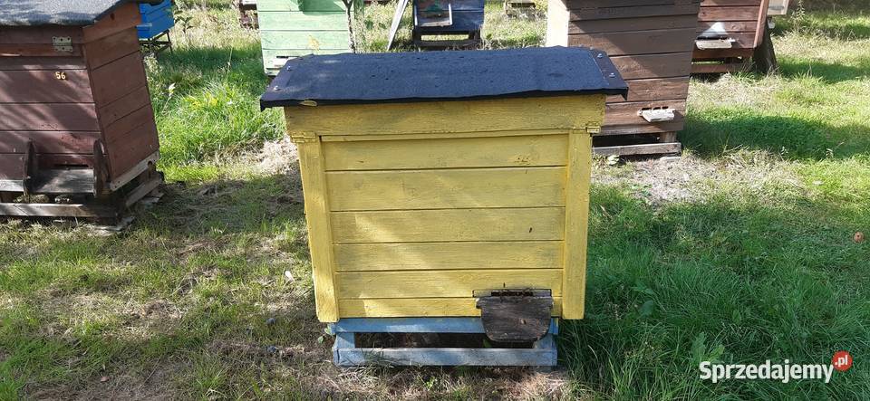 Ule rodziny pszczele Pszczelarstwo Biłgoraj