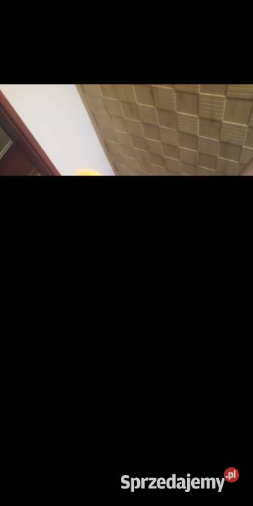 Barwinki para ręcznie karmione łódzkie