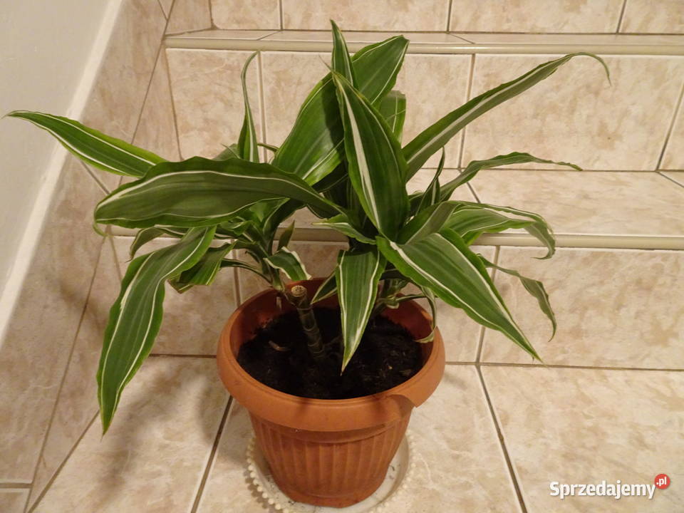 dracena deremensis WARNECKII Pozostałe Warszawa