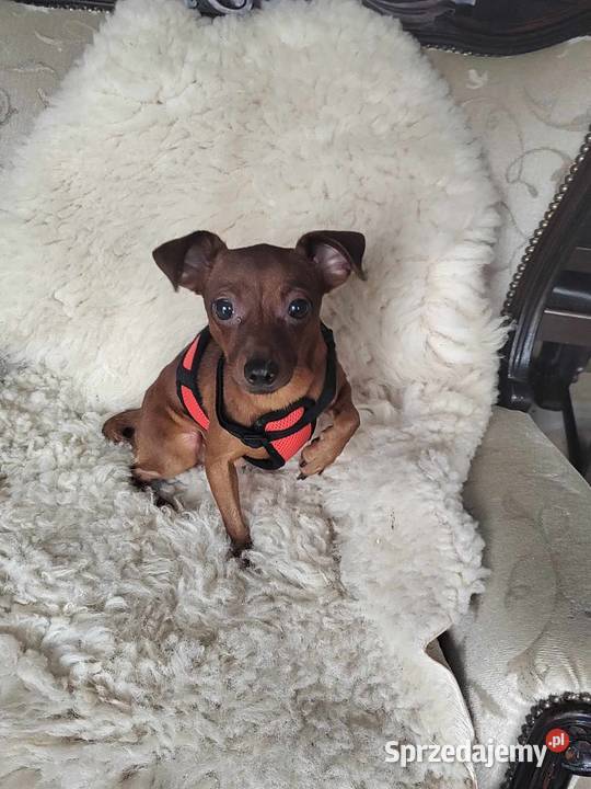 Pinczer miniatura pieski i suczki