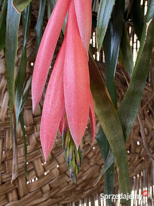 Bilbergia zwisła zwodnica dwie rozłożyste Rośliny Zabierzów