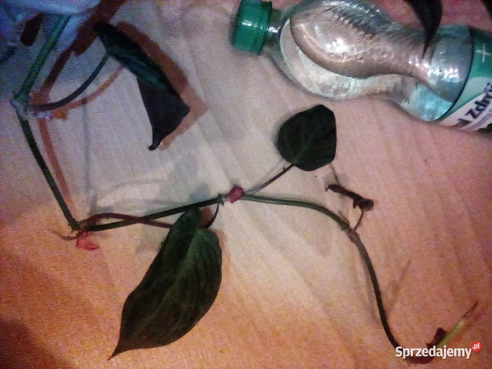 Filodendron Scandens Micans Philodendron to jest małopolskie Kraków