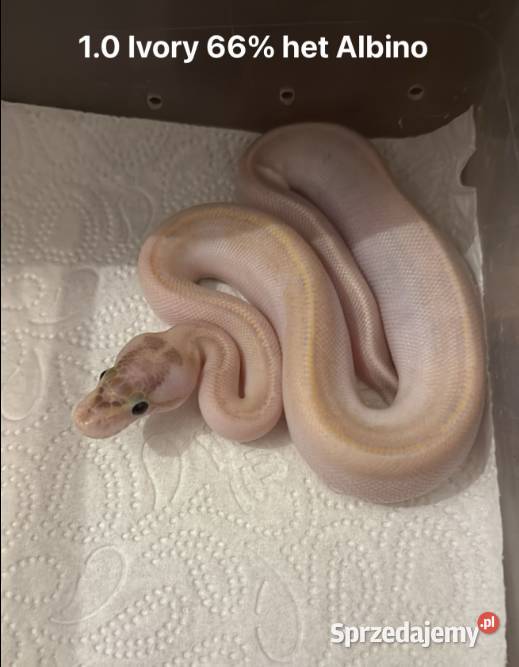 Python Królewski Ivory het Albino 66 Błonie