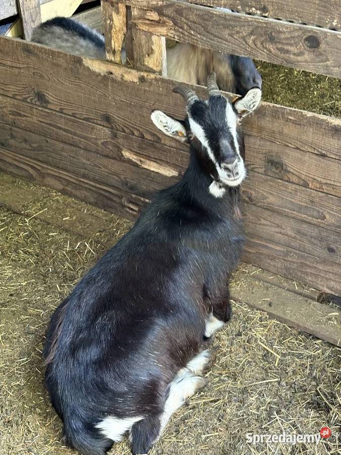 Kozy i koziołki Rolnictwo Lipie