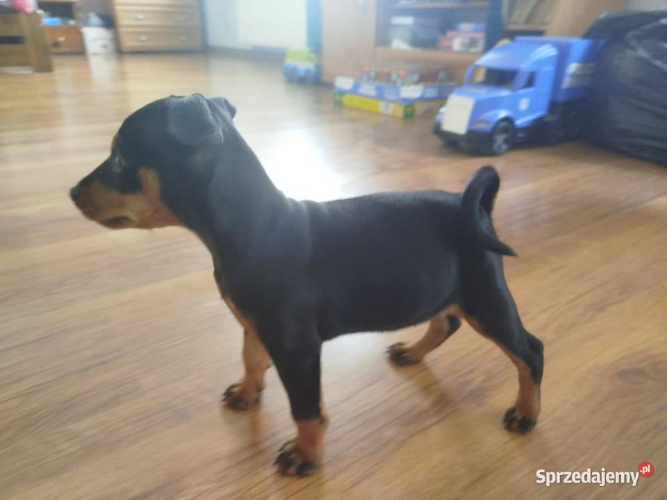 Pinczer miniaturowy szczeniaki