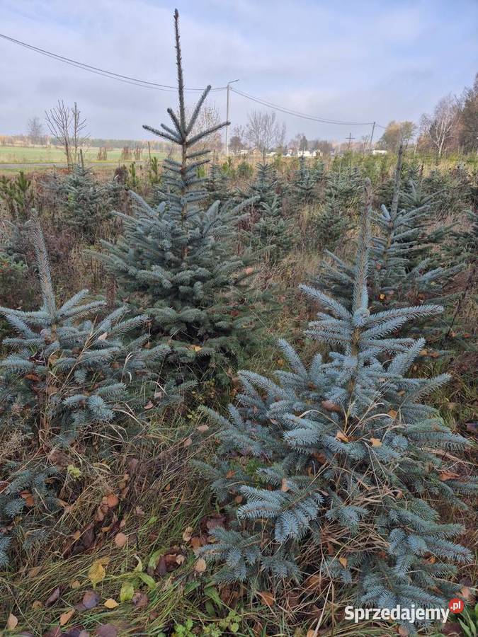 Sprzedam świerki na żywopłot do ogrodu świerk Radzyń Podlaski