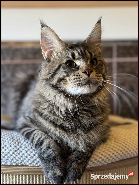 Reproduktor Maine Coon Kraków