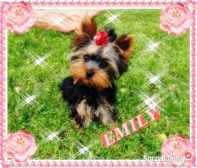 YorkYorkshire TerrierElitarne MICRO Cudeńka