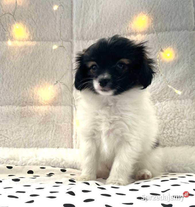 spaniel kontynentalny miniaturowy phalene nie Rudzica sprzedam