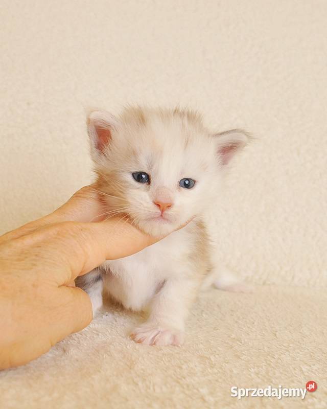 Śliczna koteczka Maine Coon LEGALNA HODOWLA Białystok