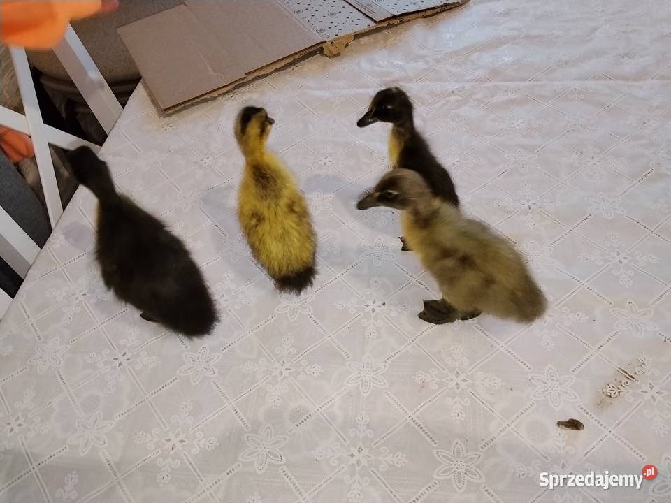Kaczki Biegusy 4 Suchorzów