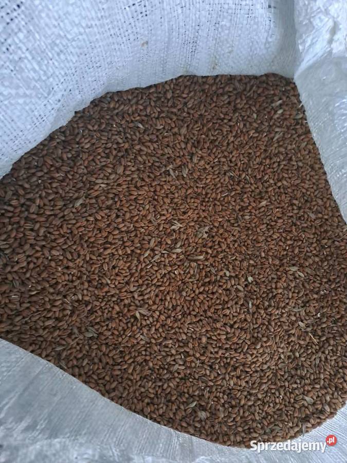 Pszenica Ozima Julius 2025 50 worki zworkowana