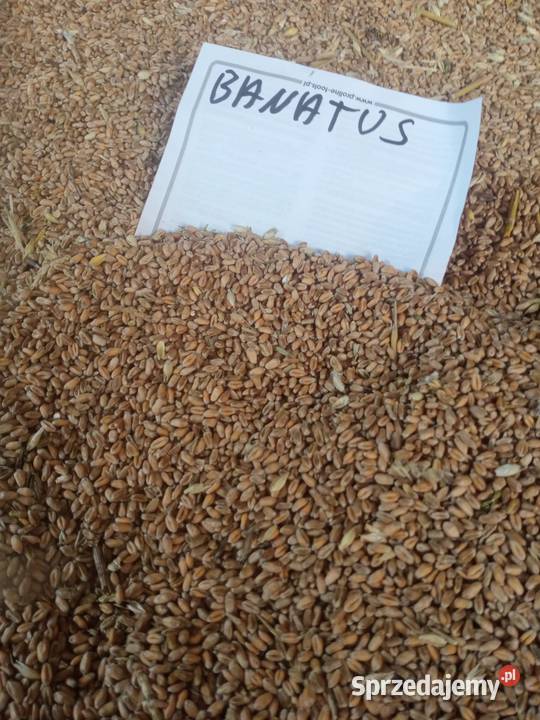 Pszenica banatus Zamość