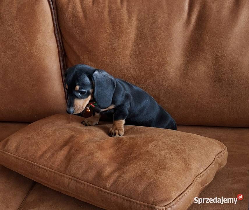 Jamnik czarny piesek Gostyń