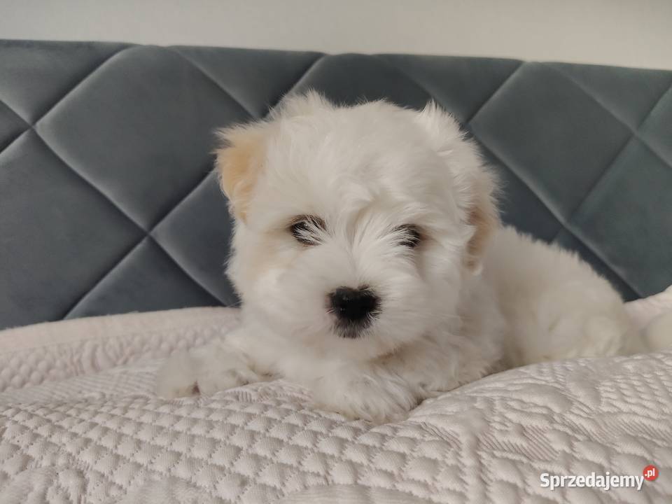 Coton de Tulear szczenięta z rodowodem Inowrocław
