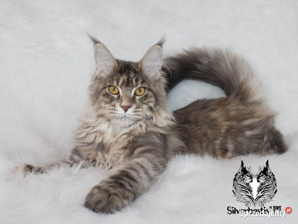 Kotka Maine Coon od kociego behawiorysty