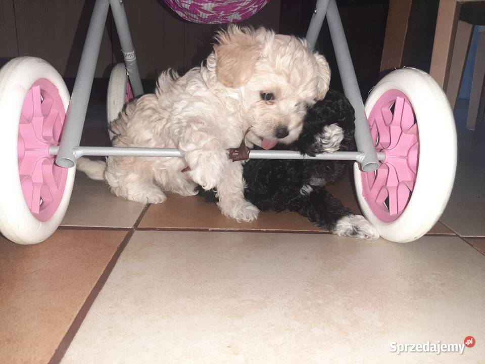 Bisspoo FRISPOO Maltipoo Zamość sprzedam