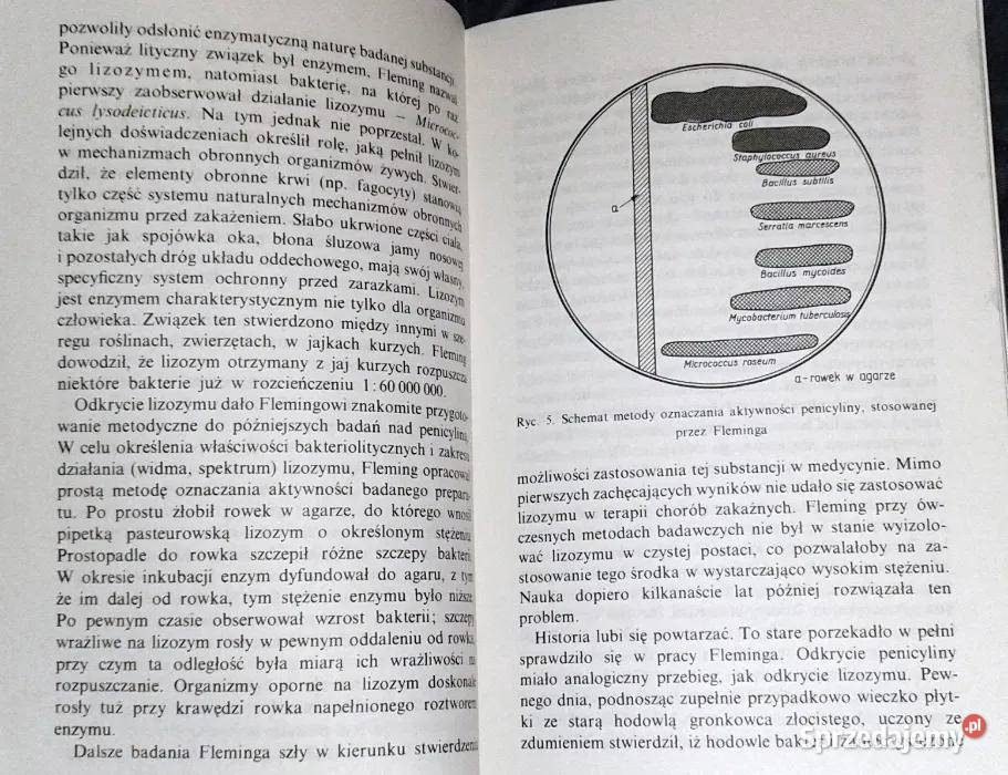 Antybiotyki Stefan Russel sprzedam