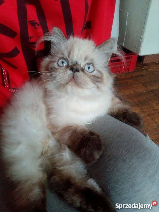 Sprzedam kocurka perskiego himalajskiego Szczecinek