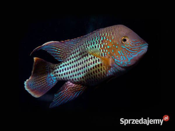 Akara pomarańczowopłetwa Andinoacara rivulatus Gdańsk