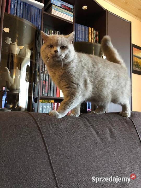 Kot brytyjski Marley reproduktor grupa krwi Brody