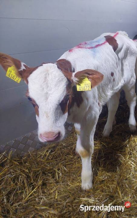 Sprzedam cielęta mięsne Pabianice sprzedam
