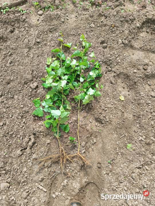 Sadzonki Brzoza brodawkowata 50 100