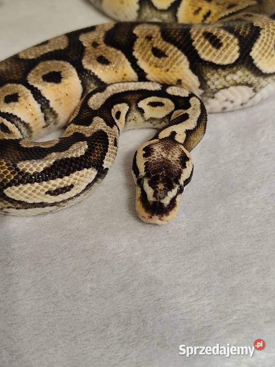 Dorosły Samiec Firefly mazowieckie Pruszków