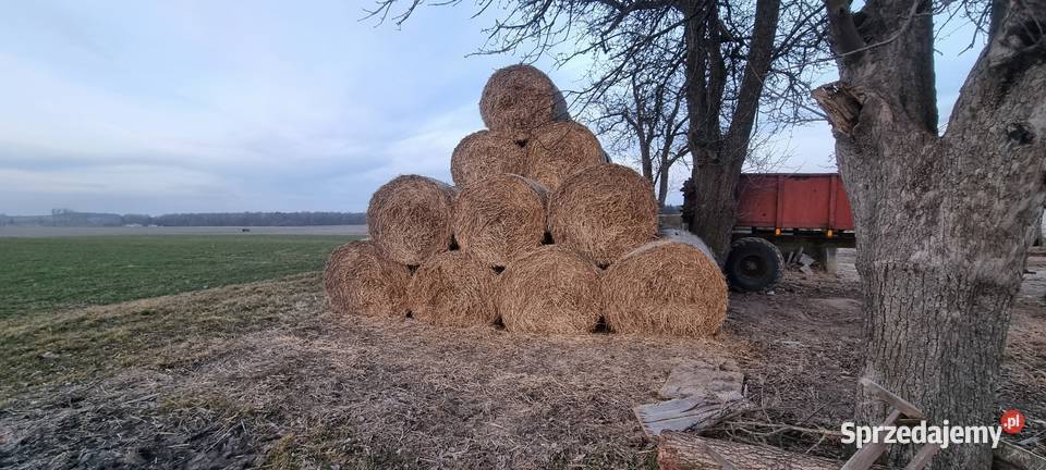 Słoma pszenna w belach 2025 Putnowice Wielkie