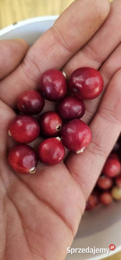 Żurawina świeża Słupsk