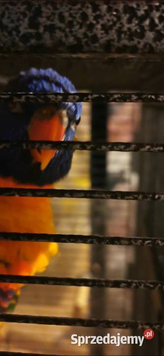 Lorysa Tęczowa dorosła para GADAJĄCA Czeladź