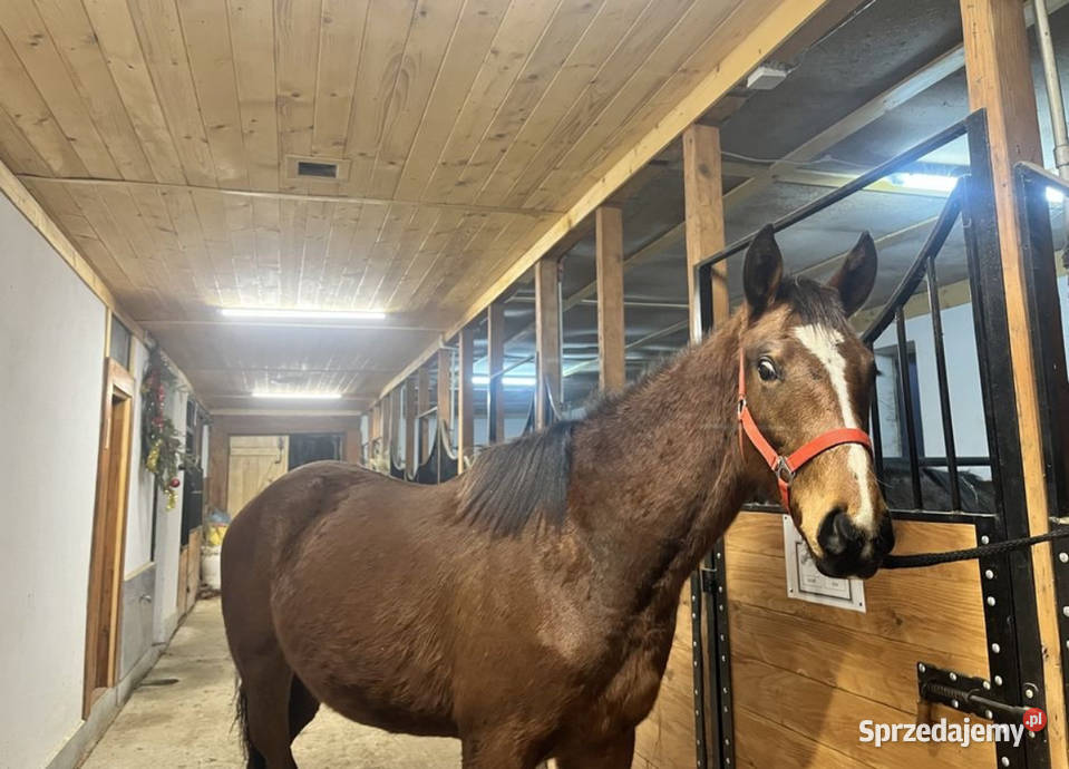 Sprzedam ogiera małopolskiego Iwonicz-Zdrój