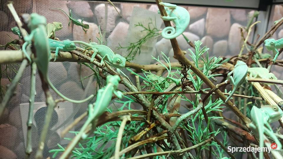 Kameleon jemeński kameleony jemeńskie Wilkasy sprzedam
