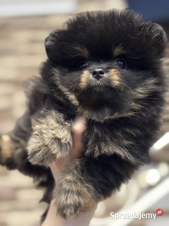 Pomernian dziewczynka black tan FCI Radom