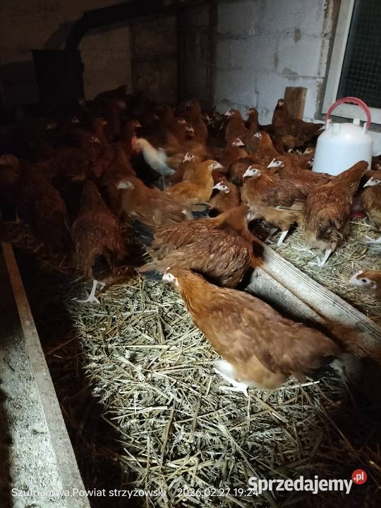 Młode kurki Wysoka Strzyżowska