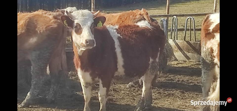 Sprzedam jałówki cielne Bydło Binczarowa sprzedam